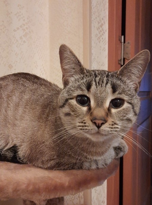 Рождение автомеханика