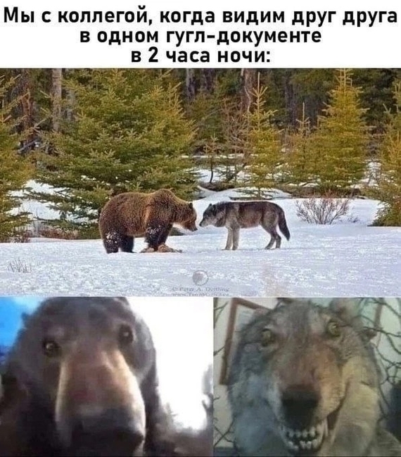 Веселые картинки к понедельнику (21.10)