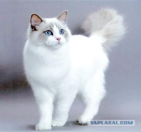 Немного о  Мейн Куне.