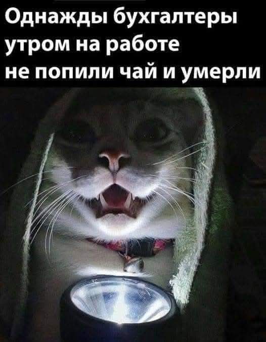 К котовторнику.