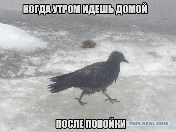 Так себе картинки 25.06.25