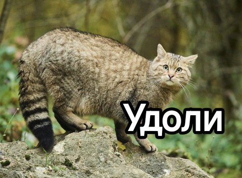 Спустя столетие в республику Беларусь вернулся лесной кот