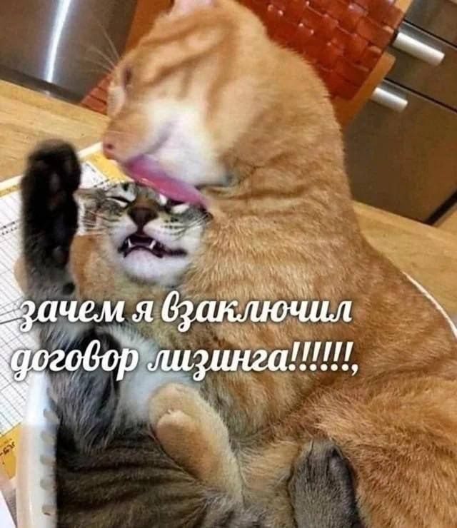 Выбрал раба