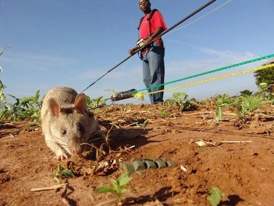 Знакомьтесь — китайская бамбуковая крыса