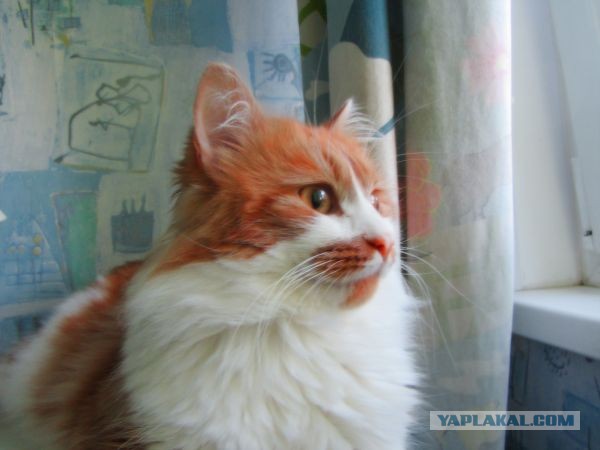 Котовторник на 24.09.2013г