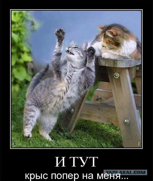 Подборка забавных и курьезных фотографий