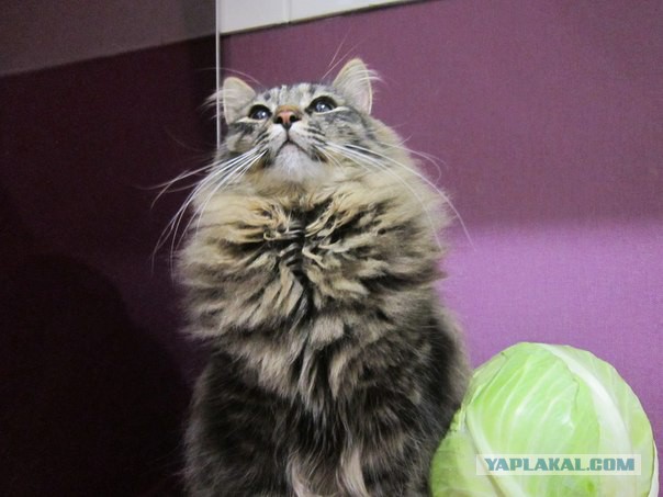 Котовторник 20.05.2014