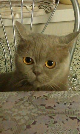 Котовторник 16.09.14