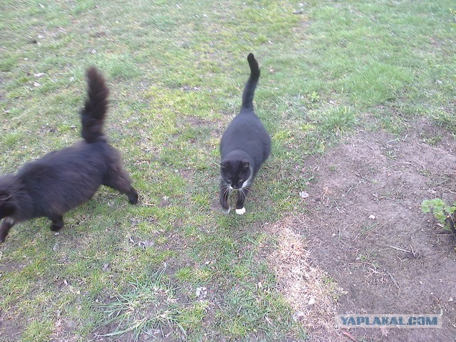 Котовторник 30.09.2014