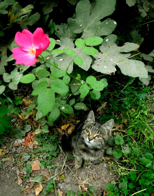Котовторник 11.11.2014