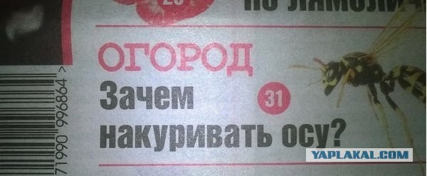 Что за ... на муравейнике?