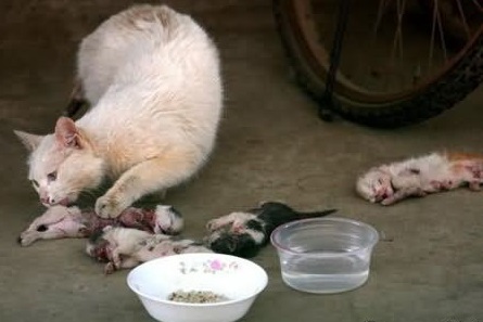 Кастрация кошек и котов