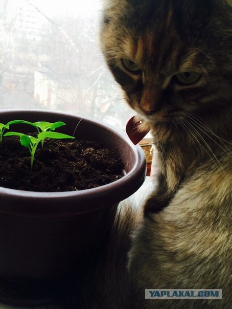 Котовторник 07 04 2015