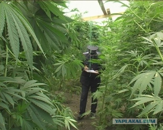В теплице у заядлой натуралистки