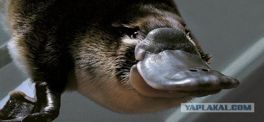 Пополнение Су-34