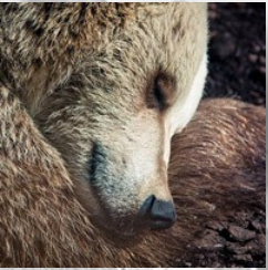Как спит медведь в берлоге