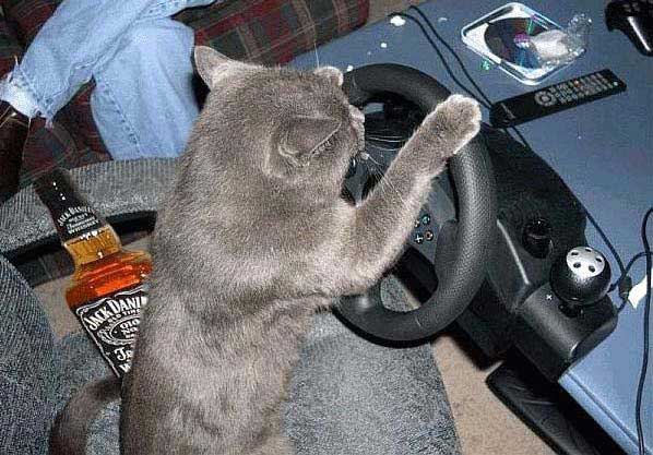 Коты, кошки, котята