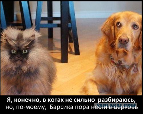 Нельзя держать рысь в квартире