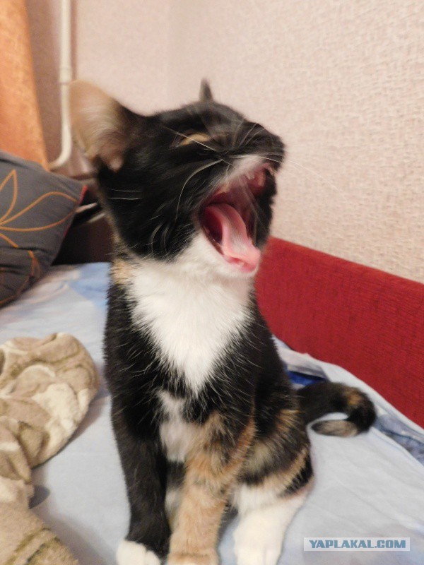 Котооо-о-о-вторник