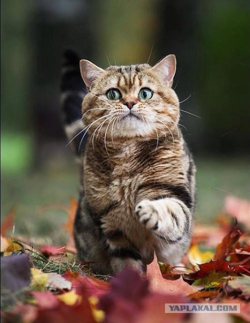 Скотинки - Животинки