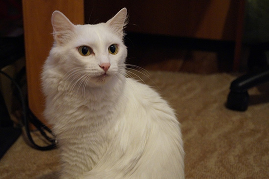 Котовторник  01.03.2016