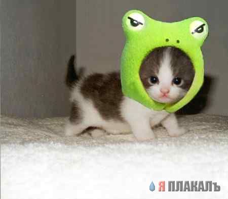 Котовторник!