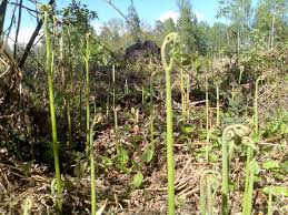 Кальмар+папоротник=вкусно