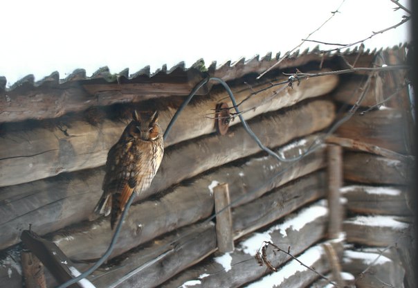 Божьи твари
