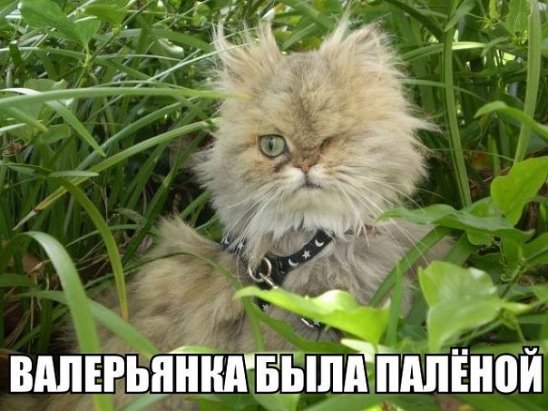 Я запостил котика
