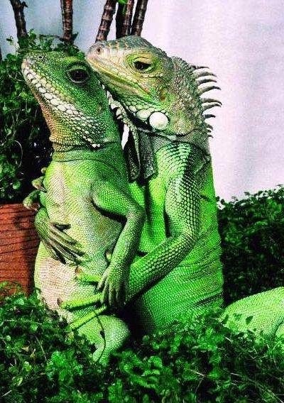 Божьи твари