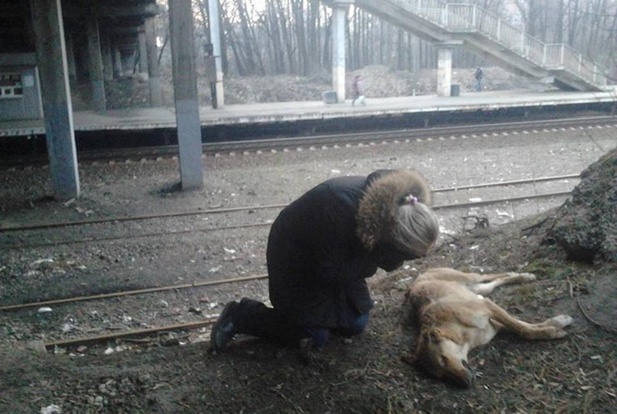 Догхантеры начали травить собак в Ижевске.