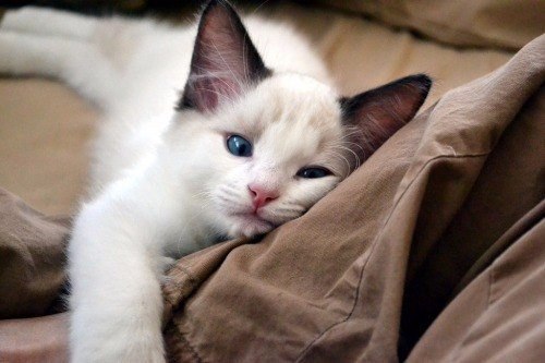 Коты из сети