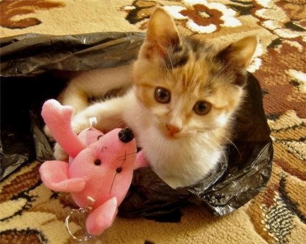 Коты из сети