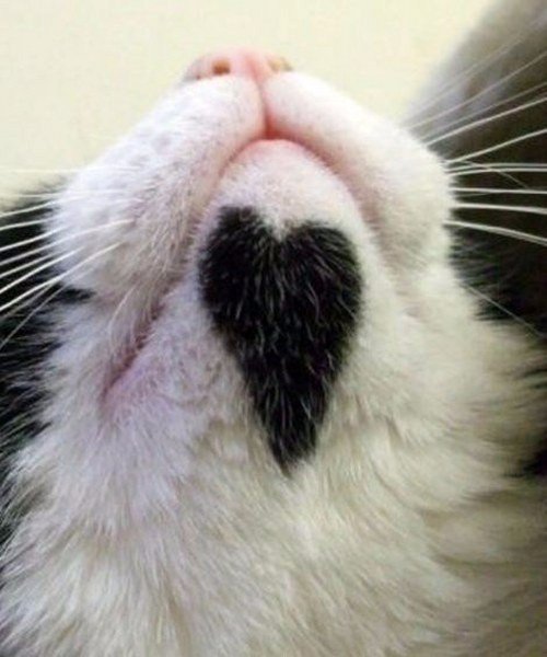 Коты и Кошки