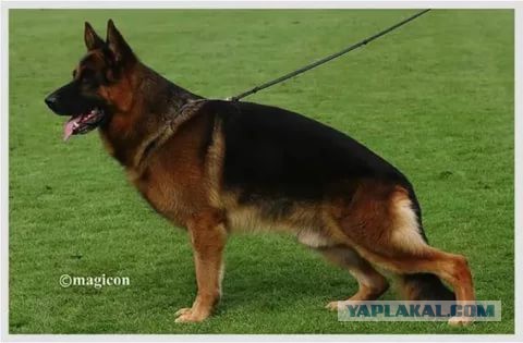 11 помесей животных