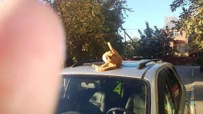Котовторник 24.10.2017