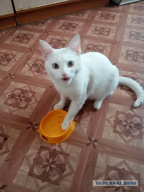 Котовторник 27.02.2018 наступил!