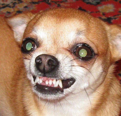 Как живется людям маленького роста