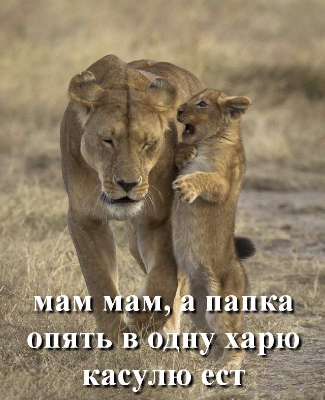 Подборка картинок. Забавных, прикольных - разных!