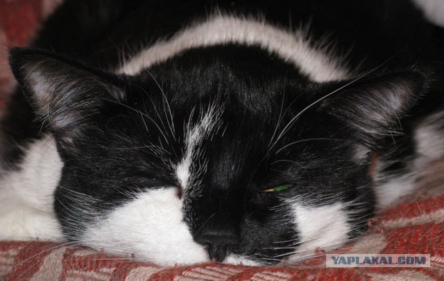 Уррааа! Котовторник на ЯПлакалъ!
