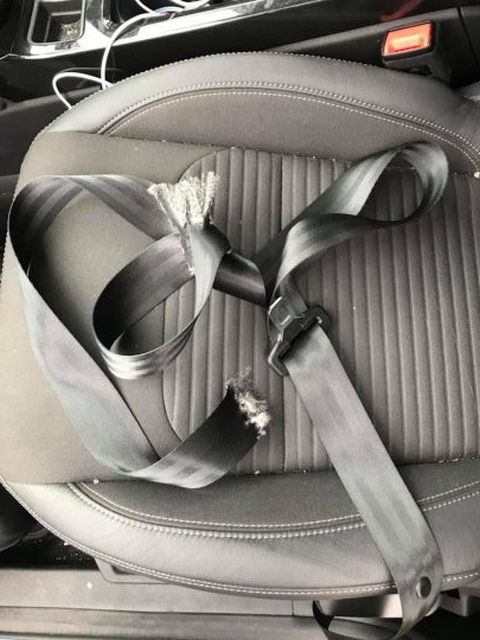 Хомячок вырвался на свободу и... разгромил автомобиль хозяйки