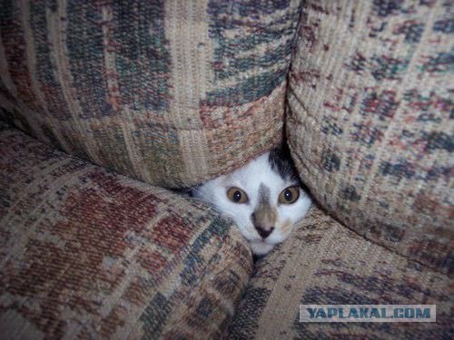 Котовторник на 6 июля