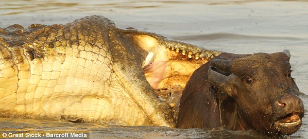 Крокодил vs буйволенок: Последние секунды