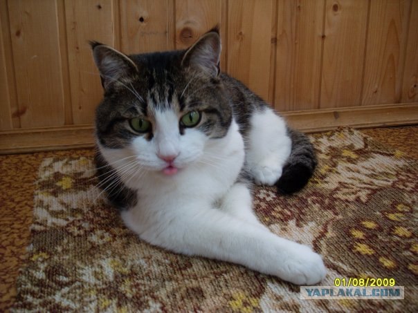 Котейкин вторник! Космический 12.04!