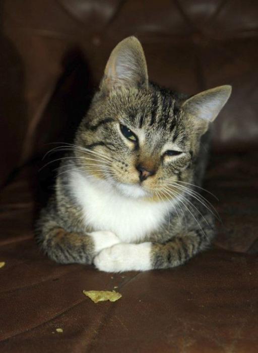 Котовторник 1.11.11