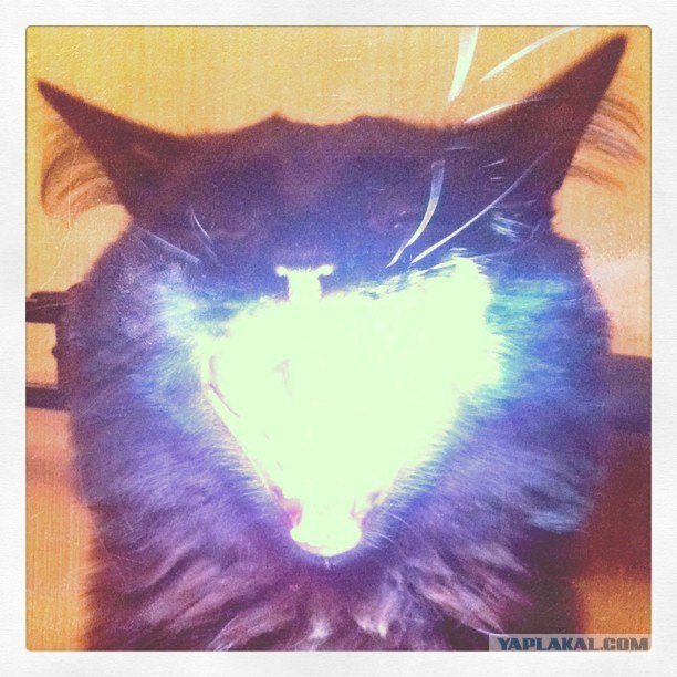 Котовторник 06.12.2011