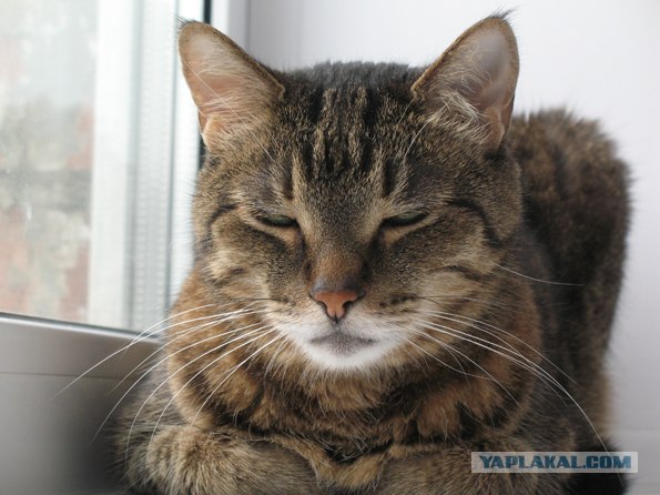 Котовторник 24.04.2012