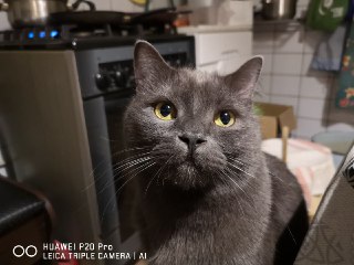 С Днём кошки!