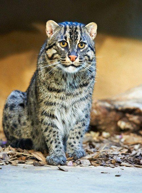 Забавные картинки с котами из сети
