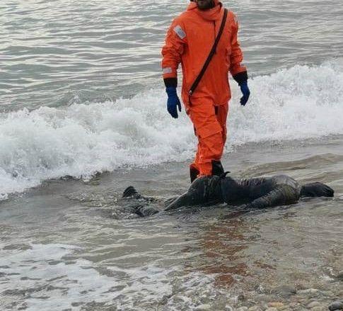 Пропавшего мальчика в Лазаревском вынесло на пляж